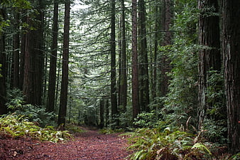 Redwood respite 10 places in the Santa Cruz Mountains you can