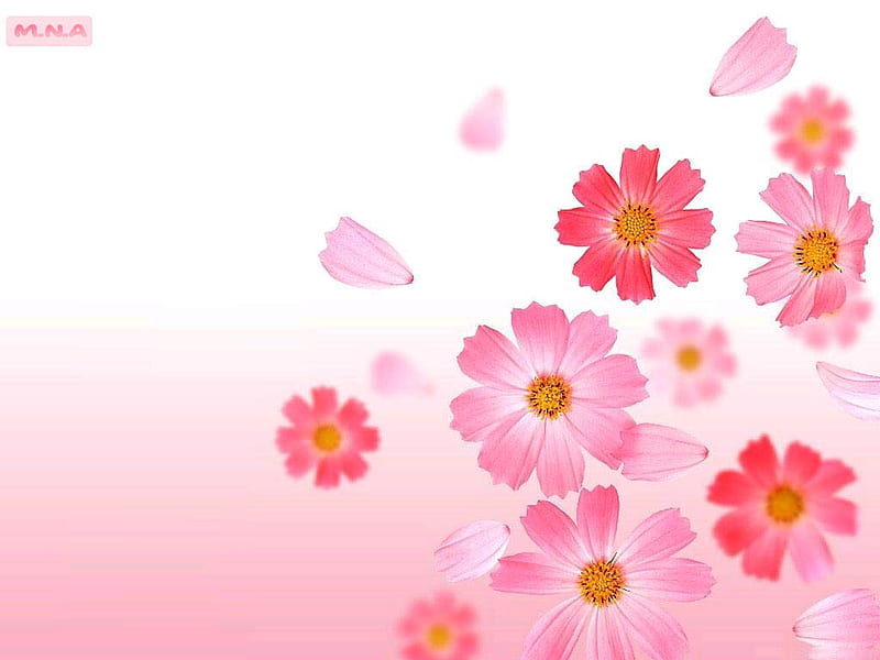 Pink Flowers, colorful flowers, rose, colors, colorful flower, flower, flowers, color, nature, mna, HD wallpaper