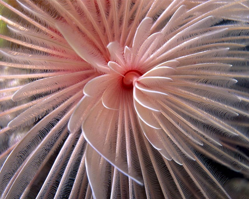 Anemone, water, ocean, sealife, pink, animals, HD wallpaper