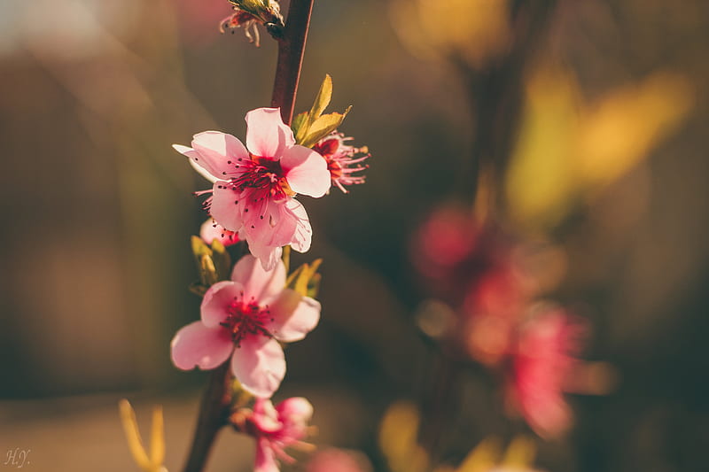 What's Essential for Chinese New Year? Peach Blossoms, Chinese Flowers, HD wallpaper