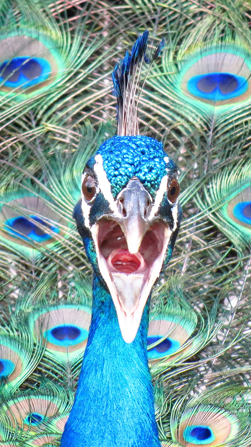 Peacock Portrait, animal, fl, peafowl, phasianidae, us, wildlife, HD phone wallpaper