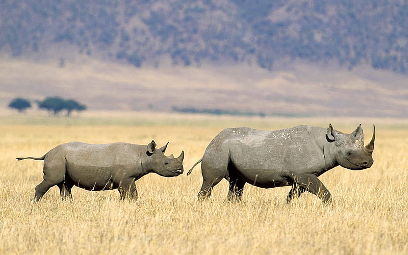 black rhinoceros, black, grass, rhinoceros, field, HD wallpaper
