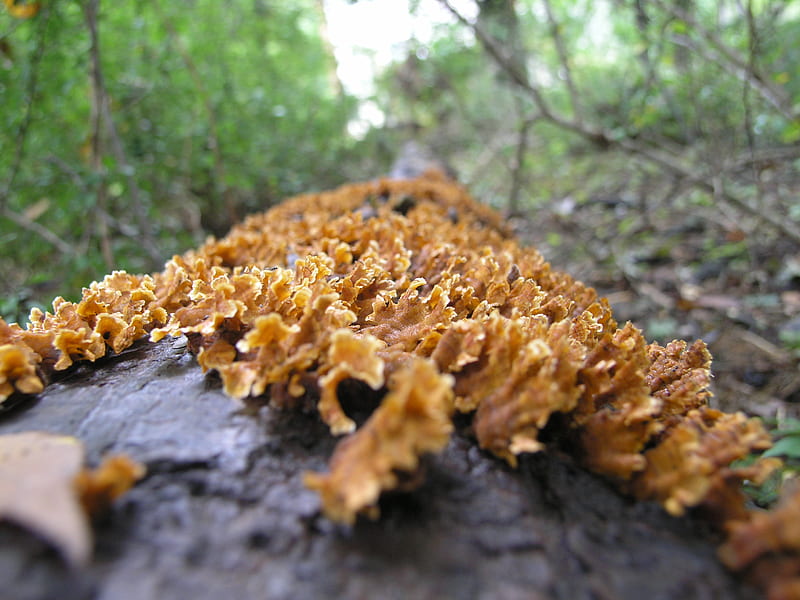 Beautiful Fungus growing on a log, summer, fungus, woods, log, HD wallpaper