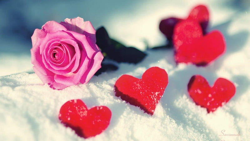 Love, Rose, Lace, corazones, HD wallpaper | Peakpx