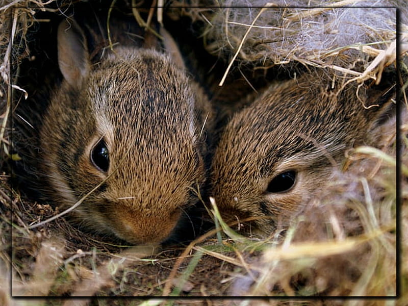 BABY BUNNIES, BUNNIES, CUTE, ANIMALS, HD wallpaper | Peakpx