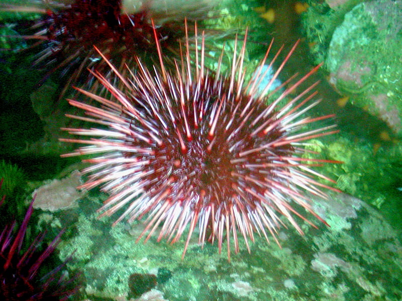 sear urchin, urchin, sea, animals, HD wallpaper