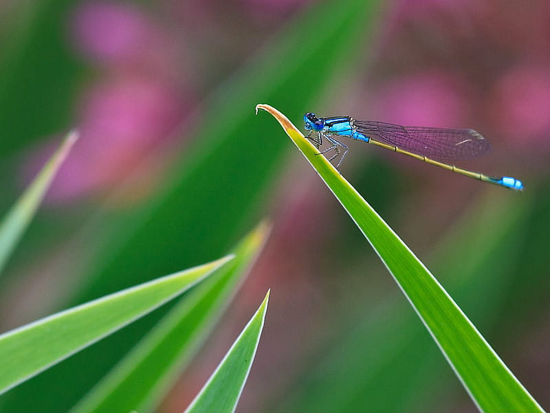 Blue Dragonfly, dragonfly, bokeh, blue, blades of grass, HD wallpaper