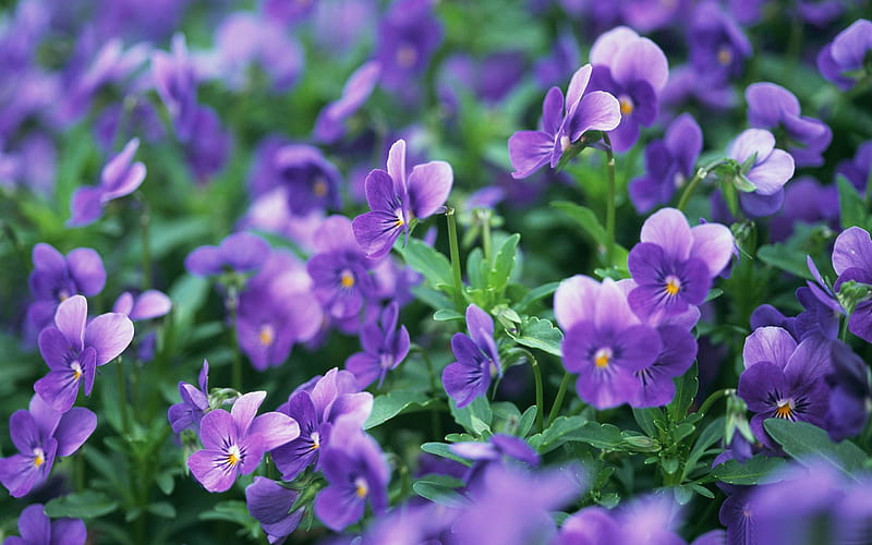 purple pansies -spring flowers, HD wallpaper