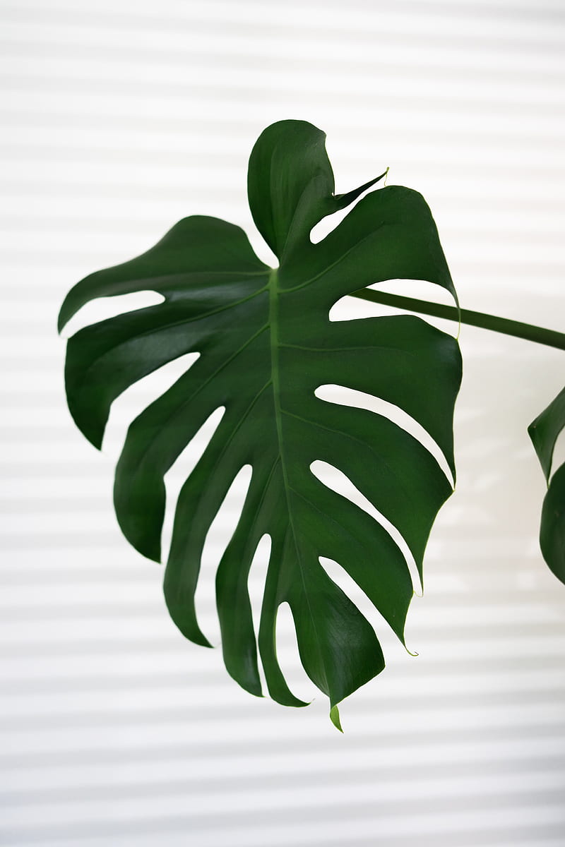 leaf, plant, macro, green, tropical, HD phone wallpaper