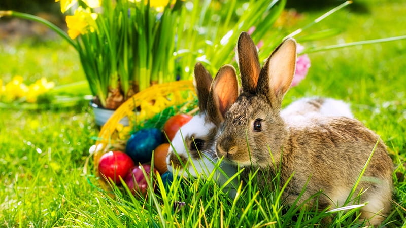 Easter Bunny, holiday, daffodils, eggs, flowers, garden, artwork, HD wallpaper