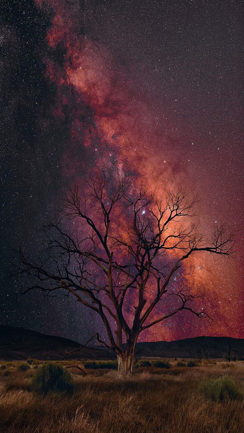 Gorgeous Space, bonito, grass, nature, purple, red, stars, tree, HD phone wallpaper