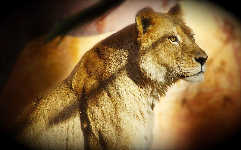 The Lioness - Queen of the Jungle, mammal carnivore, lioness, lion, animal, HD wallpaper
