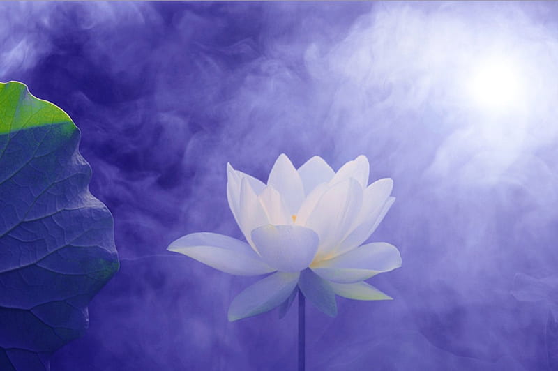 White fragility, flower, lotus, blue, HD wallpaper