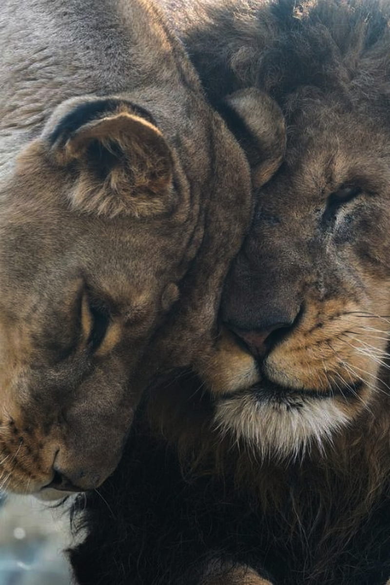 Lions, couple, family, lion, lioness, love, mother, HD phone wallpaper |  Peakpx