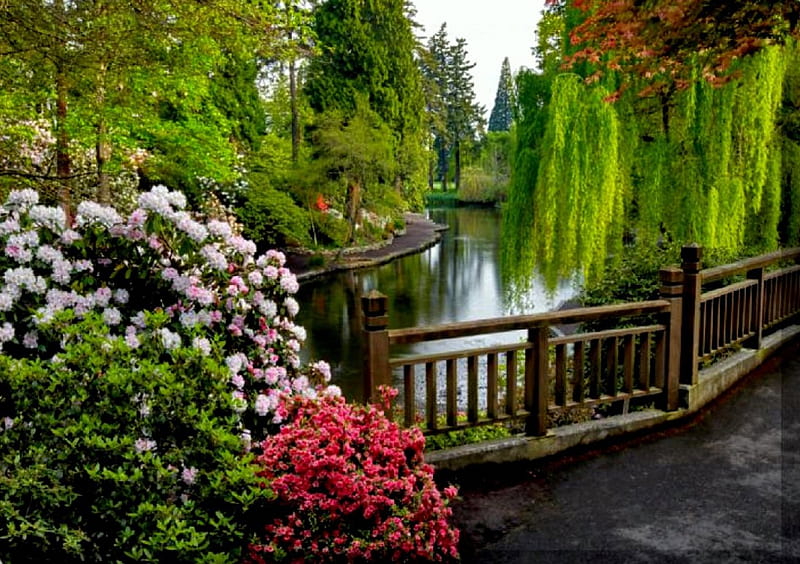 Chewton Glen Pond, pond, autumn, weeping willow tree, water, bridge, england, flowers, trees, HD wallpaper