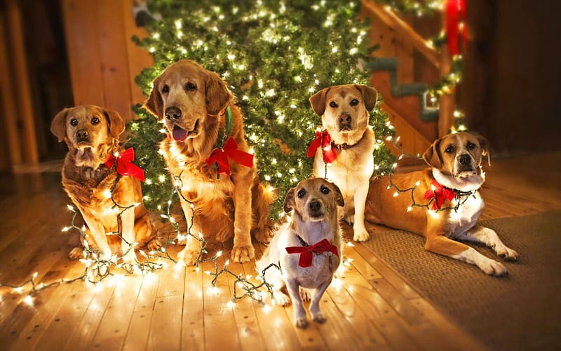Christmas Dogs - [] for your, Mobile & Tablet. Explore Christmas Dog ...