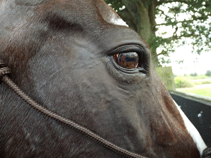 Horse Head Close up graphy, art, graphy, head, eye, closeup, dark brown, animals, horses, HD wallpaper