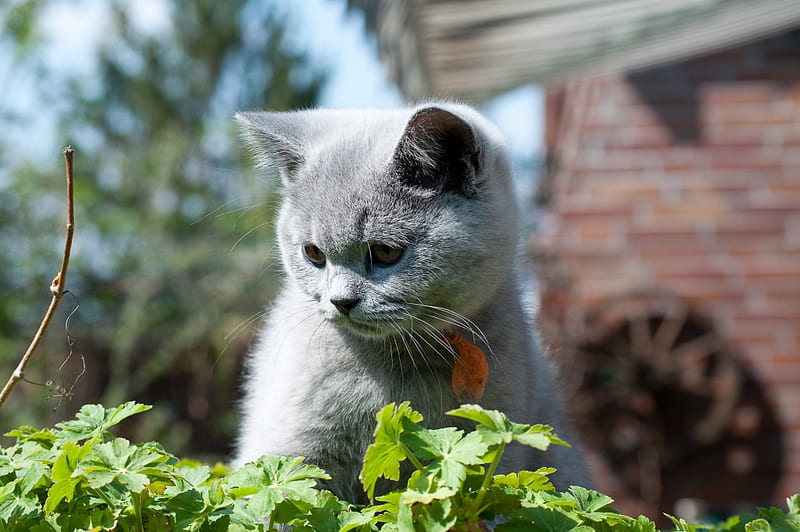 little grey, cute, little, grey kitten, sitting, greens, backyard, HD wallpaper