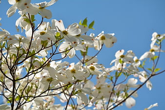 White Dogwood Flowers Petals Tree Branches Blur Background 4K HD Flowers  Wallpapers  HD Wallpapers  ID 100991