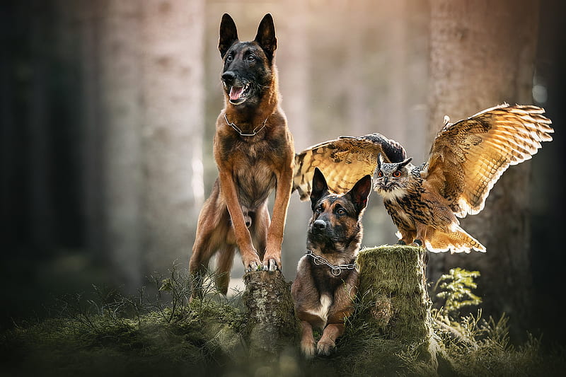 Dogs, Belgian Malinois, Bird, Dog, Owl, Pet, HD wallpaper