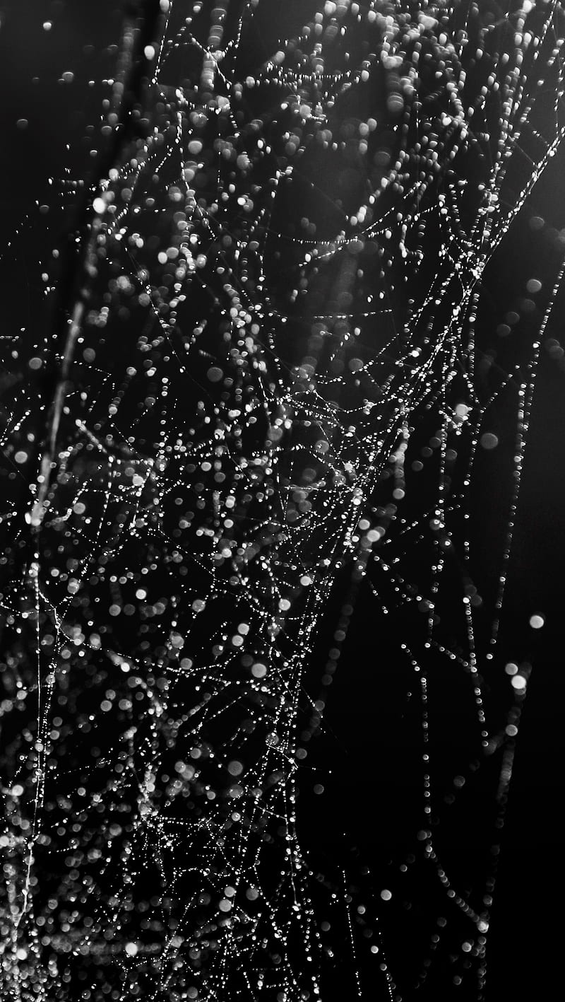 Wet Web, black, dew lines, mnml, raindrops, simple, spider, HD phone wallpaper