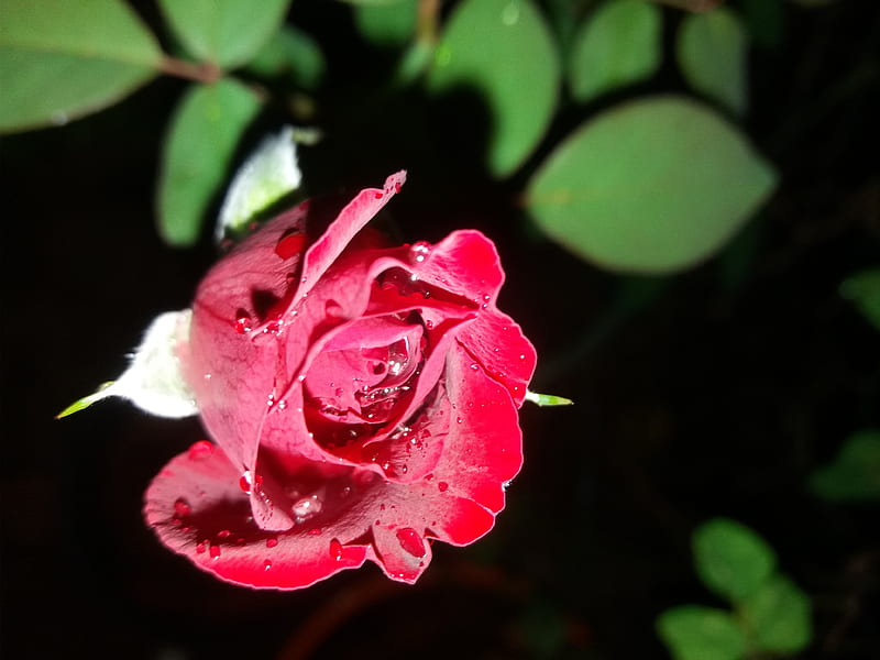 Rose flower, black, dark, drops, green, night, red, roce, water, HD wallpaper