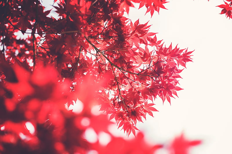 Maple Tree , trees, nature, HD wallpaper