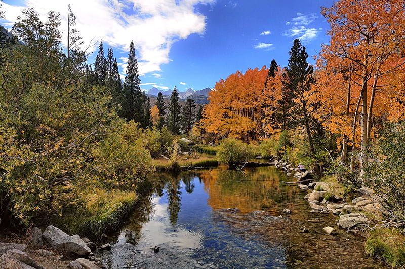 Fall colors in Bishop Creek Canyon, California, trees, water, leaves ...