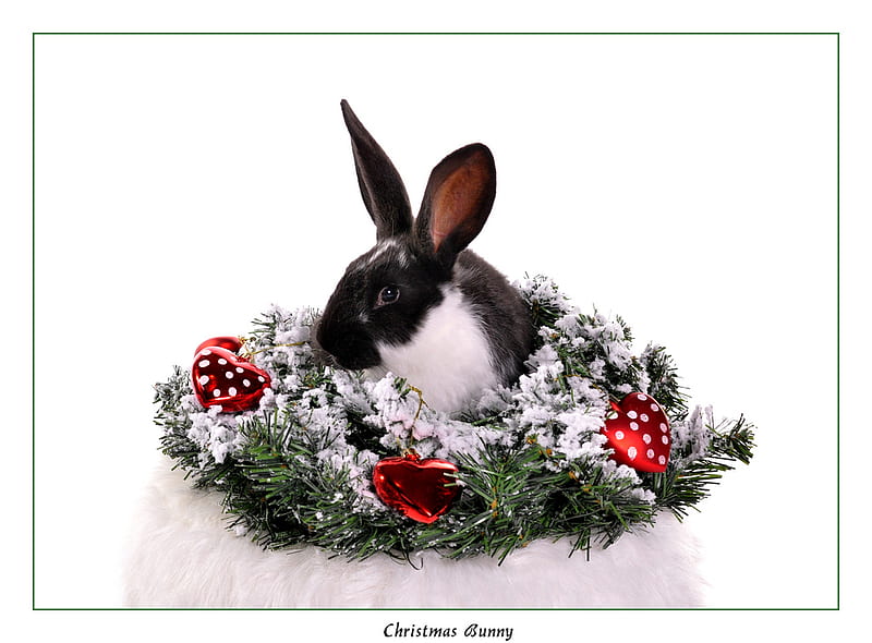 Christmas Bunny, rodents, christmas wreath, bunny, animals, HD wallpaper