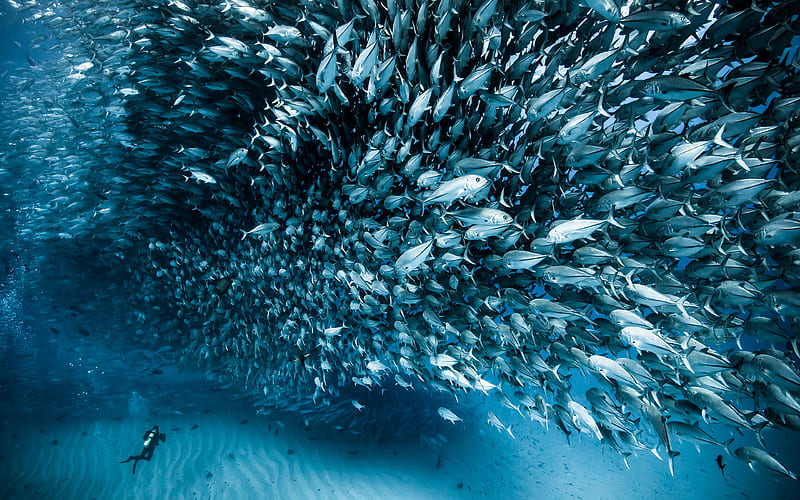fish diver, sea, wildlife, California, USA, America, HD wallpaper