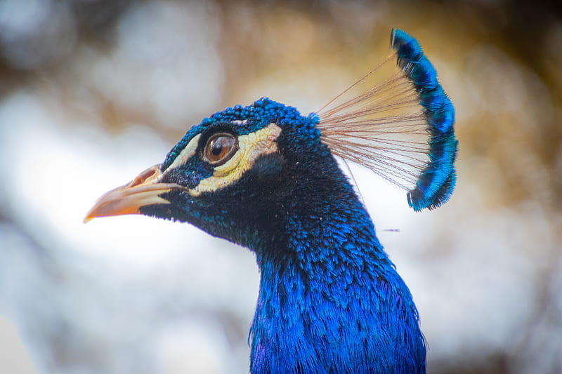 Focus of Blue Peacock, HD wallpaper