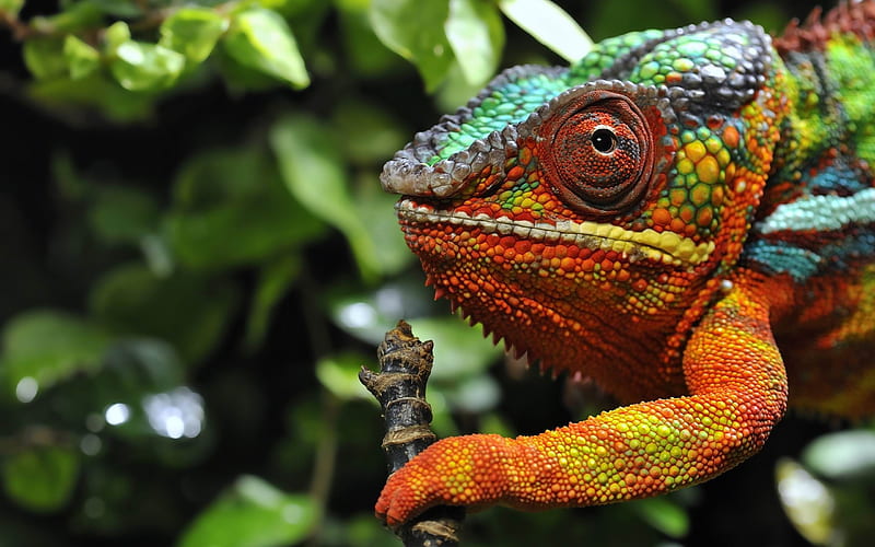 chameleon eyes grass color-, HD wallpaper