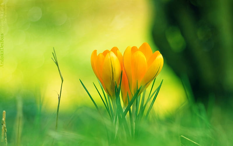 Yellow crocus flowers-spring Album, HD wallpaper | Peakpx