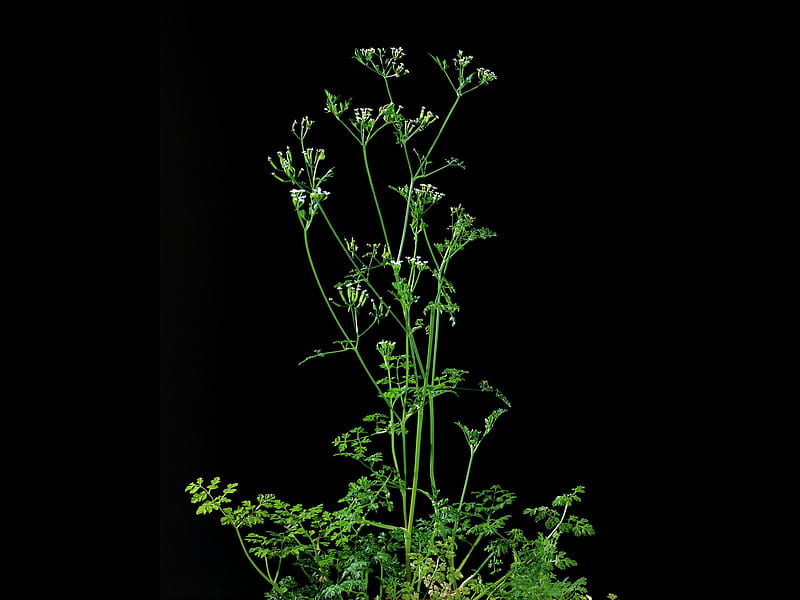 Herbs - herbs herbal plants 01, HD wallpaper