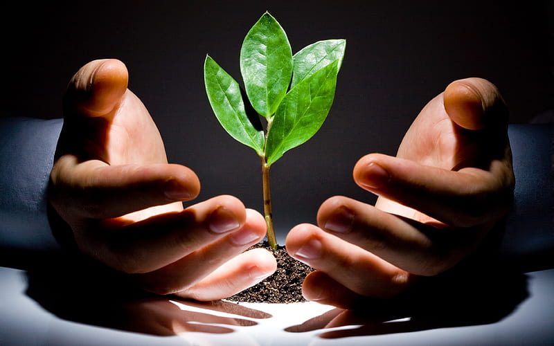 Care of the Growth of Seedlings, seedling, hands, nature, care, HD wallpaper