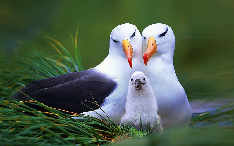 Birds, Bird, Animal, Cute, Albatross, HD wallpaper