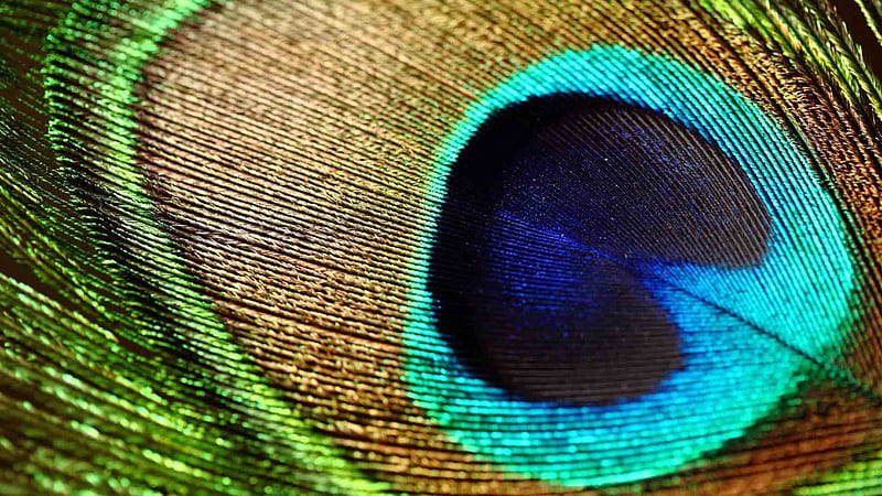 Closeup View Of Colorful Feather Beautiful, HD wallpaper