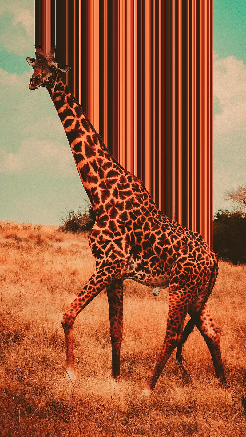giraffe, background, blue, brown, cloud, pixel, pixelstretch, sky, white, HD phone wallpaper