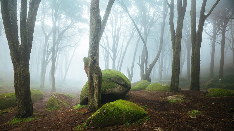 Mossy Rocks in Foggy Forest, Trees, Landscapes, Forests, Fog, Moss, Rocks, Nature, HD wallpaper
