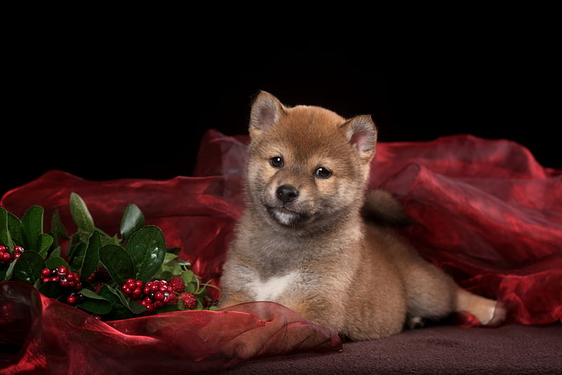 Puppy, red, caine, shiba inu, animal, cute, fruit, berry, dog, HD wallpaper