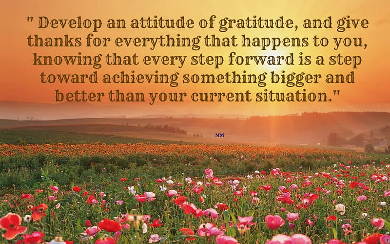 Gratitude, Words, Sayings, Field, Thoughts, Flowers, Nature, Quotes, HD wallpaper