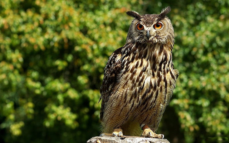 *** Dignified owl ***, dostojna, zwierzeta, sowa, ptaki, HD wallpaper