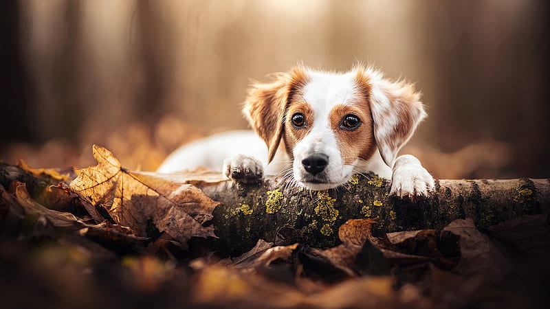 Brown White Dog Is Lying Down On Dry Leaves Putting Head On Algae Covered Tree Branch Dog, HD wallpaper