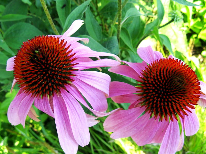 Pink Coneflowers for Monarch, petals, perennials, pink, coneflowers, HD wallpaper