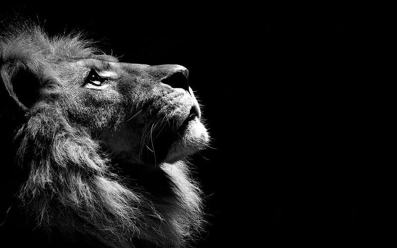 Lion Black And White, lion, black-and-white, animals, monochrome, HD wallpaper