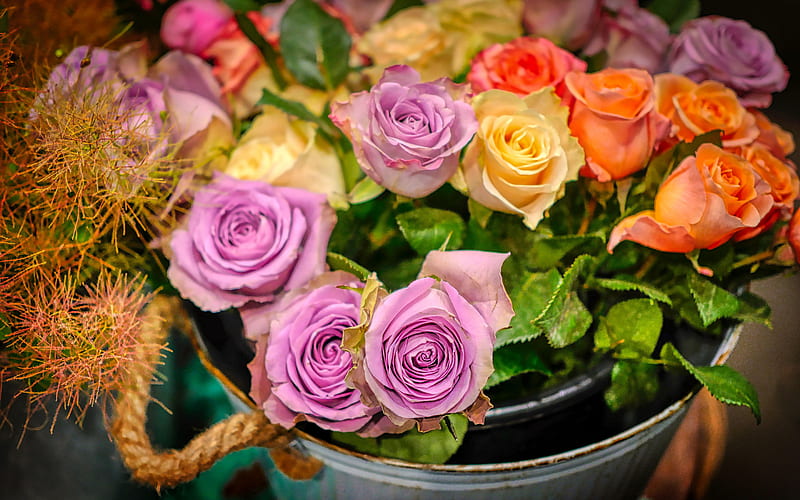 purple roses, orange roses, bouquet of roses, metal bucket with roses, beautiful flowers, roses, HD wallpaper