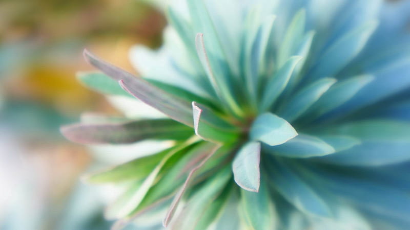 teal flower close up-Flowers and plants, HD wallpaper