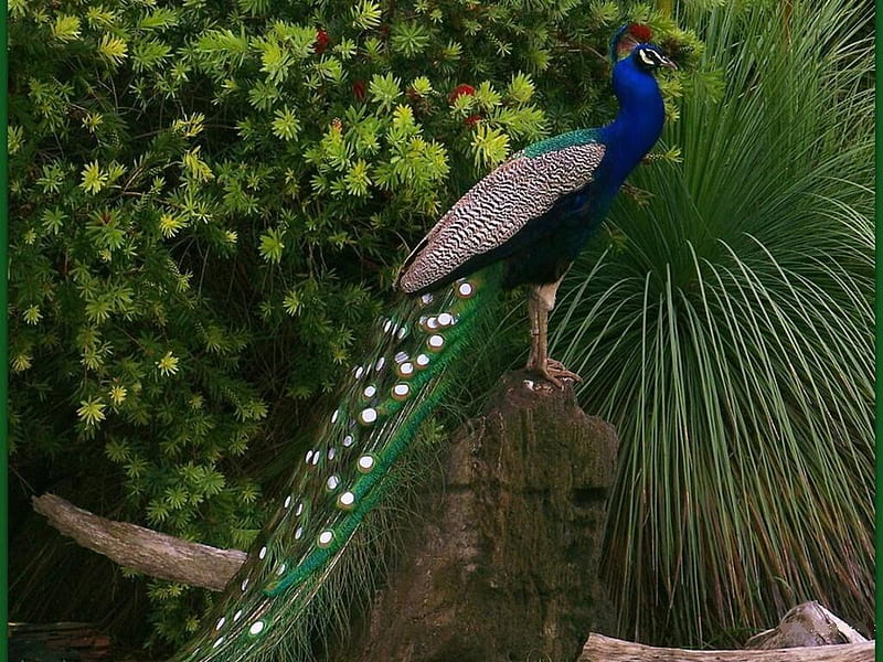 Elegant, bird, peacock, colors, bonito, animals, HD wallpaper | Peakpx