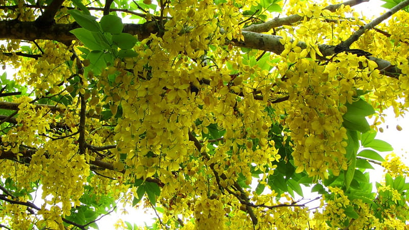 Golden Shower Tree, flower, yellow, lovely, HD wallpaper