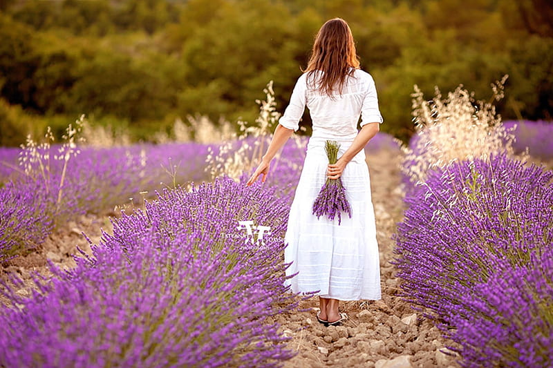 Beautiful young woman, holding lavender in a field, perfume, purple color, flowers, beauty, woman, lavander, field, HD wallpaper